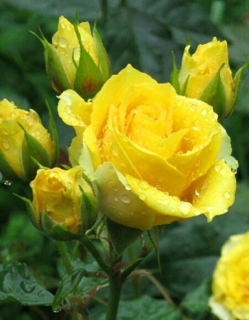 Роза спрей Золотые купола